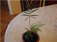 1bd641b5-Picture 094.jpg